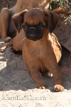 Собаки, щенки объявление но. 1104632: Пти брабансон . Вязка и щенки для продажи