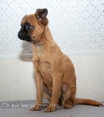 Собаки, щенки объявление но. 1104632: Пти брабансон . Вязка и щенки для продажи