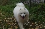 Собаки, щенки объявление но. 1110370: Самоедская лайка.
