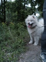 Собаки, щенки объявление но. 1110370: Самоедская лайка.