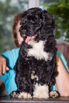 Услуги объявление но. 1111867: Португальская Водяная собака.