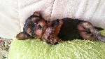 Продаются щенки йоркширского терьера,девочки,родились 09,08,2017г,юные и красивые. ...