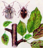 Разное объявление но. 1113620: Озеленение, комплексное обслуживание Без Химии