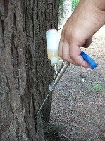 Разное объявление но. 1113632: Услуги Фитопатолога, Энтомолога и Арбористов