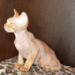 Питомник Эделвейс предлагает очаровательных котят уникальной породы девон рекс.Порода кошек уникальна красатой и легким содержанием в квартире.Линяеет не так активно и скажем так не заметно. Не оставл ...