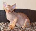 Кошки, котята объявление но. 1115381:  Котята порода девон рекс