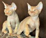 Кошки, котята объявление но. 1115381:  Котята порода девон рекс
