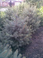 Осень это время для украшения дома, дачи, офиса вечнозелеными растениями. Предлагаю голубые и зеленые ели до 1,8м высотой с закрытой корневой системой (приживаемость 100%), выращенные в нашем регионе  ...