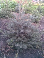 Растения объявление но. 1117284: Ёлки голубые и зеленые.