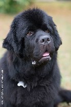 Услуги объявление но. 1119360: Вязка Ньюфаундленд породный и титулованный кобель