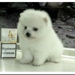 Белые мини девочки настоящего померанского шпица. Возраст разный. Есть микроскопические, есть для разведения. По всем вопросам пишите и звоните +380962127655 ...
