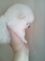 Собаки, щенки объявление но. 1119477: Белые девочки померанского шпица