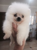 Собаки, щенки объявление но. 1119477: Белые девочки померанского шпица