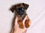 Собаки, щенки объявление но. 1126839: Продаются щенки пти-брабансона. 2 мальчика