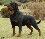 Дрессировка Донецк, Макеевка, Харцызск, Шахтерск, Зугрэс, Иловайск, Горловка, Енакиево, Ясиноватая, стрижка, гостиницы, выгул. Изготовление будок, вольеров снаряжения. Ветеринарные услуги животным. Ср ...