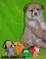 Собаки, щенки объявление но. 1134334: Питомник Русское Сафари Вельш-корги пемброк.