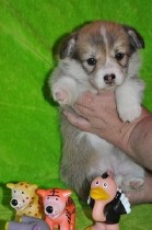 Собаки, щенки объявление но. 1134334: Питомник Русское Сафари Вельш-корги пемброк.