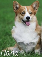 Собаки, щенки объявление но. 1134334: Питомник Русское Сафари Вельш-корги пемброк.