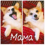 Собаки, щенки объявление но. 1134334: Питомник Русское Сафари Вельш-корги пемброк.