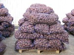 Растения объявление но. 1143816: Картофель Сорт Гала калибр +5 оптом