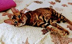 Котята участники международной программы разведения. Красивые умненькие очень чистоплотные.
Регистрация TICA, International Toyger Society, сертификаты, паспорта, родословные, семейный альбом, все пр ...