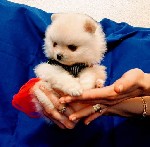 Продаются щенки померанского шпица, девочки ,2.5 месяца . Сделаны 2 прививки и проглистовка. Тел. 0504729248. ...