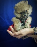 Собаки, щенки объявление но. 1156592: Щенки