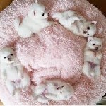 Предлагаем к продаже белых щенков померанского шпица!
Есть мальчики и девочки.Щеночкам уже второй месяц и уже кушают сами,через недельку можно забирать.
Очень пушистые и белые без примесей.
Покажу  ...
