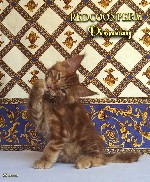 Корм объявление но. 1160329: Котенок мейн кун красный солид. Шоу класс.