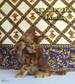 Корм объявление но. 1160329: Котенок мейн кун красный солид. Шоу класс.