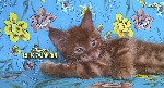 Корм объявление но. 1160329: Котенок мейн кун красный солид. Шоу класс.