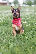 Мечтаете о маленькой собачке? 

Марс размером с таксу, весит 9 кг, возраст 3-5 лет, здоров, умеет гулять на поводке и без.

Марс на 100% ориентирован на человека, поэтому не любит оставаться один  ...