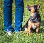 Собаки, щенки объявление но. 1164639: Собака - компаньон ждёт своего хозяина