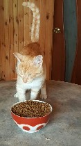 Кошки, котята объявление но. 1164640: Шикарный Кузьма ищет дом