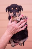 Собаки, щенки объявление но. 1164652: Очаровательные карапузики ждут мам и пап