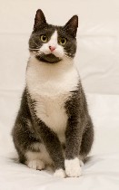 Красивая, грациозная Стеша всё ждёт когда наконец - то у неё появится дом и семья! Когда наконец- то она будет любимой, хозяйской...
Стеше - около 1.5 года. Самостоятельная и самодостаточная кошка, к ...