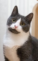 Кошки, котята объявление но. 1164657: Милая Стеша мечтает обрести дом