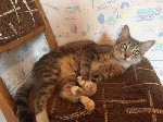 Кошки, котята объявление но. 1164679: Настрадавшаяся кошечка мечтает о доме