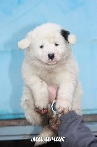 Маленькие колобочки ищут хозяев!
Щенкам около 1,5 месяцев, будут крупные, подойдут в частный дом.
Вырастут хорошими и верными друзьями и охранниками. 
Кушают сами, ходят на пеленку.
Девочкам будет ...