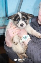 Собаки, щенки объявление но. 1164708: Очаровательные щенки ждут мам и пап