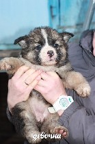 Собаки, щенки объявление но. 1164708: Очаровательные щенки ждут мам и пап