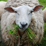 Продаю 50 овец, баранов живым весом. ...