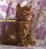 Redcoonperm - единственный в мире питомник красных мейн кунов, предлагает к резервированию котят уникального - темного красного окраса.
К резервированию котята 2-3 месяцев. Котята здоровы, счастливы, ...