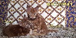 Услуги объявление но. 1168115: Котенок мейн кун красный солид. Шоу класс.
