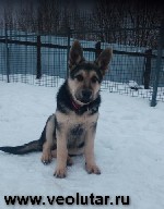 Дорогие друзья!
Если Вы решили завести красивую, умную и преданную, чистопородную восточноевропейскую овчарку, то наш питомник «ЛЮТАР» больше 20 лет занимается племенным разведением породы ВЕО в Моск ...