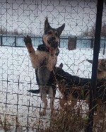 Собаки, щенки объявление но. 1175491: Племенной питомник ВЕО "Лютар" предлагает на продажу породных щенков.