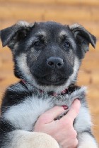 Собаки, щенки объявление но. 1175491: Племенной питомник ВЕО "Лютар" предлагает на продажу породных щенков.