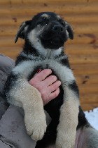 Собаки, щенки объявление но. 1175491: Племенной питомник ВЕО "Лютар" предлагает на продажу породных щенков.
