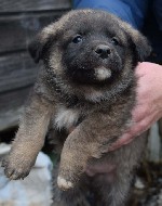 Симпатичные щенки, мама красивая дворняжка, папа что-то типа алабая. ...