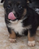 Собаки, щенки объявление но. 1176393: щенок в дар